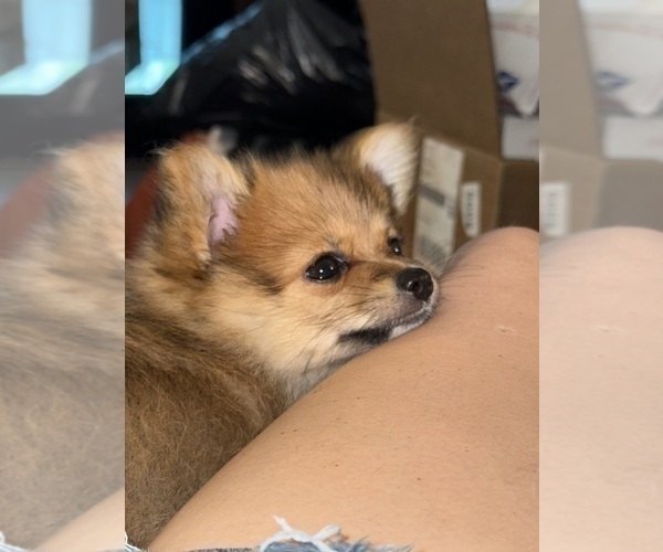 Medium Photo #7 Pomeranian Puppy For Sale in DENVER, CO, USA