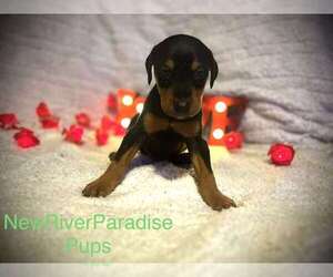 Doberman Pinscher Puppy for sale in HINTON, WV, USA