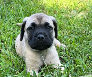 Mastiff Puppy for sale in WABASH, IN, USA