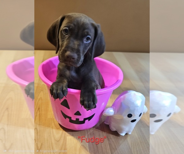 Medium Photo #1 German Shorthaired Pointer Puppy For Sale in CYPRESS, TX, USA