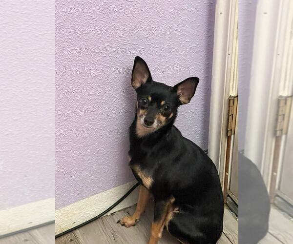 Medium Photo #1 Chihuahua Puppy For Sale in MIDWAY, UT, USA