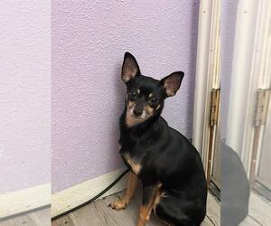 Chihuahua Dogs for adoption in MIDWAY, UT, USA