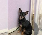 Small Chihuahua