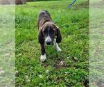 Small #3 Labrador Retriever Mix