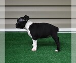 Small Photo #16 Boston Terrier Puppy For Sale in MACON, GA, USA
