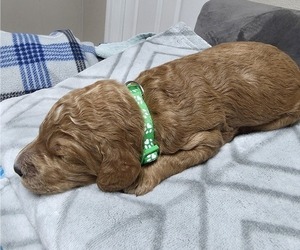 Medium Goldendoodle