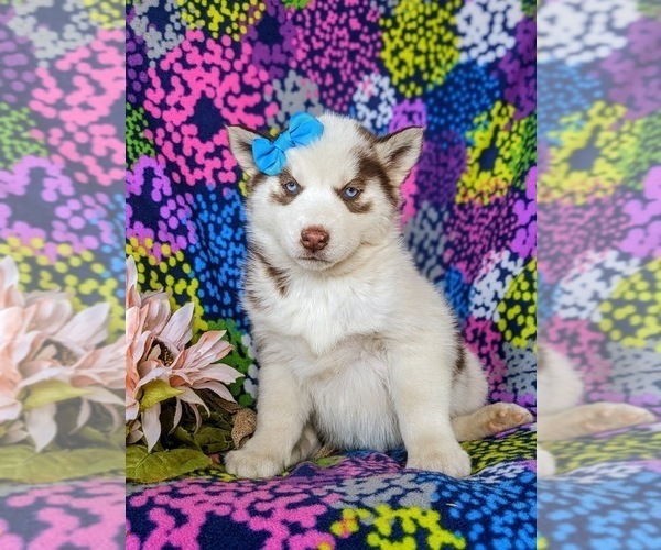 Medium Photo #5 Siberian Husky Puppy For Sale in QUARRYVILLE, PA, USA