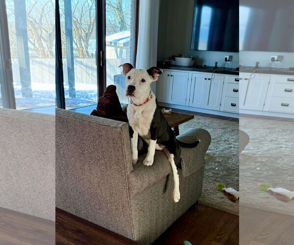 Medium Photo #5 American Pit Bull Terrier-Unknown Mix Puppy For Sale in Germantown, OH, USA