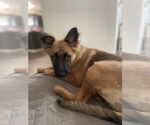 Small #2 German Shepherd Dog