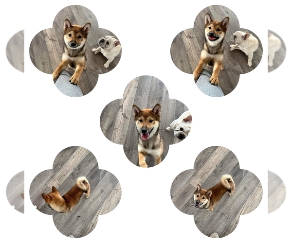 Medium Photo #1 Shiba Inu Puppy For Sale in EASTVALE, CA, USA