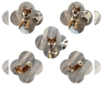 Small Photo #1 Shiba Inu Puppy For Sale in EASTVALE, CA, USA