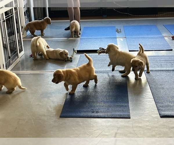 Medium Photo #5 Golden Retriever Puppy For Sale in COLORADO SPRINGS, CO, USA