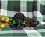 Small Photo #4 Poodle (Toy) Puppy For Sale in KIRKWOOD, PA, USA