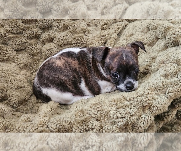 Medium Photo #7 Chihuahua Puppy For Sale in RUSTBURG, VA, USA