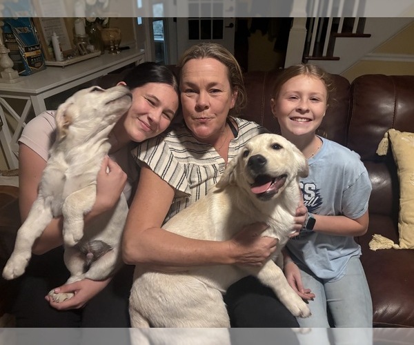 Medium Photo #14 Labrador Retriever Puppy For Sale in LOUISBURG, NC, USA