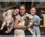 Yellow Female - Female Labrador Retriever Puppy for Sale - Photo #14