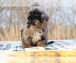 Small #41 ShihPoo