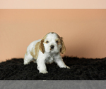 Small Photo #27 Cocker Spaniel Puppy For Sale in NAPPANEE, IN, USA