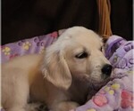 Small #2 English Cream Golden Retriever