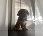Small Photo #7 Shorkie Tzu Puppy For Sale in BUFFALO, NY, USA