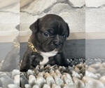 Small Photo #34 French Bulldog Puppy For Sale in NEWARK, NJ, USA