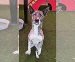 Small #2 Australian Shepherd Mix