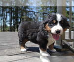 Puppy Otto Bernese Mountain Dog
