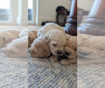 Small #7 English Cream Golden Retriever