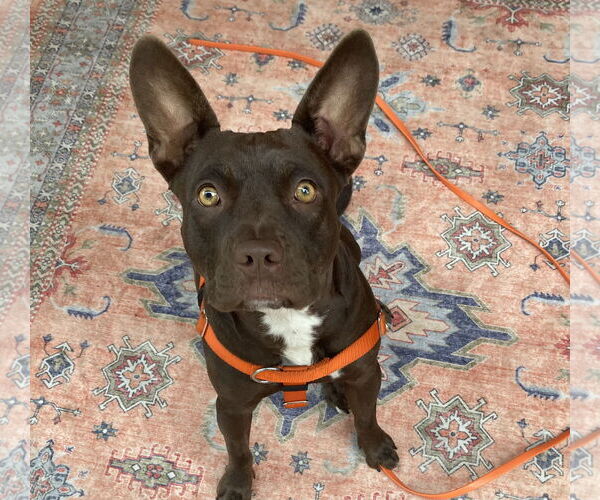 Medium Photo #2 American French Bull Terrier Puppy For Sale in Berkeley, CA, USA