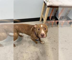 Staffordshire Bull Terrier Dogs for adoption in Palmetto, FL, USA