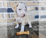 Small Photo #23 Mutt Puppy For Sale in Wakefield, RI, USA