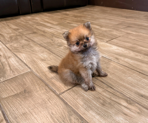 Pomeranian Puppy for Sale in DALLAS, Texas USA