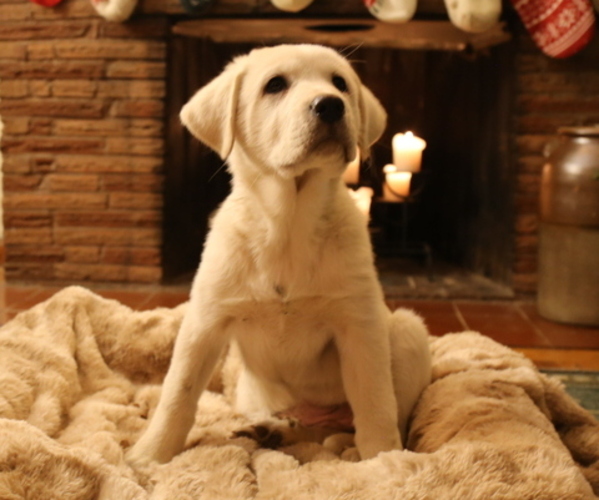 Medium Photo #7 Akbash-Great Pyrenees Mix Puppy For Sale in RIDGEFIELD, WA, USA
