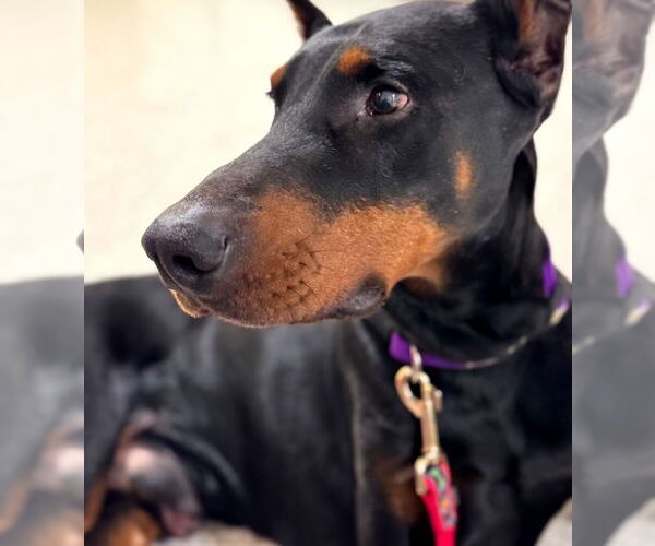 Medium Photo #1 Doberman Pinscher Puppy For Sale in Buffalo, MN, USA