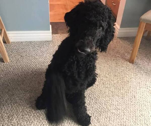 Medium Photo #1 Poodle (Standard) Puppy For Sale in EATON, CO, USA