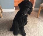 Small Photo #1 Poodle (Standard) Puppy For Sale in EATON, CO, USA