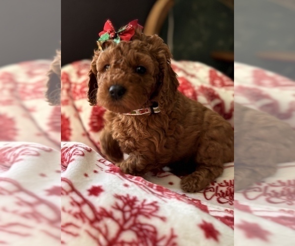 Medium Photo #2 Goldendoodle (Miniature) Puppy For Sale in SAINT MARYS, KS, USA