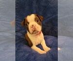 Small Photo #2 Boston Terrier Puppy For Sale in SALINA, KS, USA