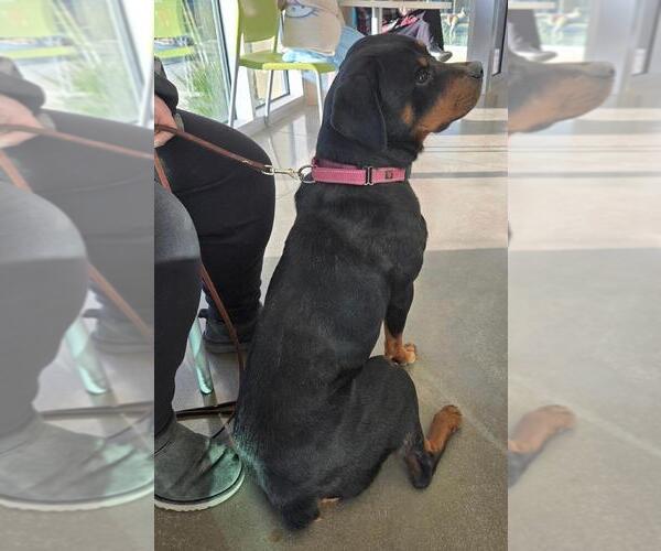 Medium Photo #2 Rottweiler Puppy For Sale in San Antonio, TX, USA