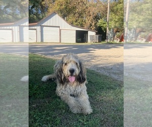 Bernedoodle Puppy for sale in HAYTI, SD, USA