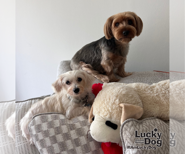 Medium Photo #9 Maltese-Unknown Mix Puppy For Sale in Washington, DC, USA