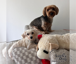Small #8 Maltese Mix