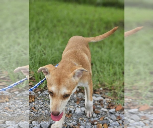 Medium Photo #6 Chiweenie Puppy For Sale in Wakefield, RI, USA