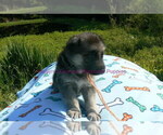 Small #4 German Shepherd Dog
