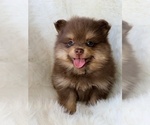Image preview for Ad Listing. Nickname: Nova