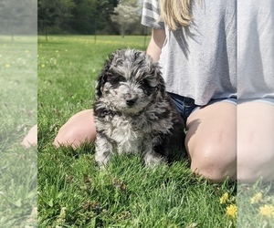 Aussiedoodle Miniature Puppy for sale in NORTH LAWRENCE, OH, USA