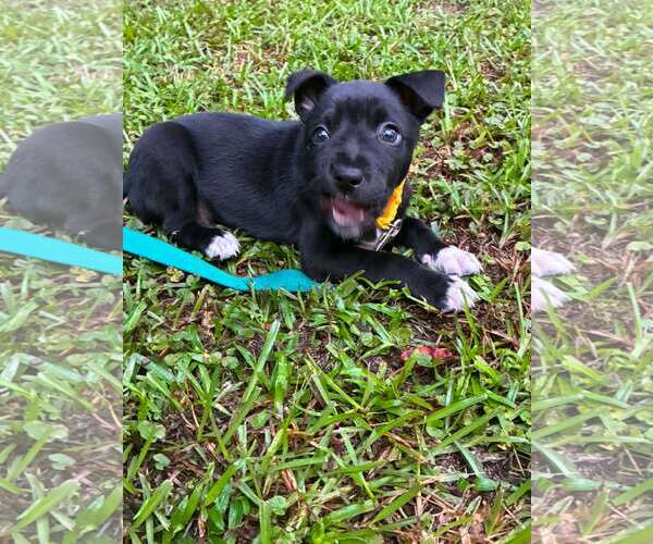 Medium Photo #2 Labrador Retriever-Unknown Mix Puppy For Sale in Holly Springs, NC, USA