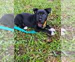 Small #1 Labrador Retriever Mix