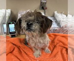 LUCKY - Male Shih Tzu Dog for Adoption - Small photo
