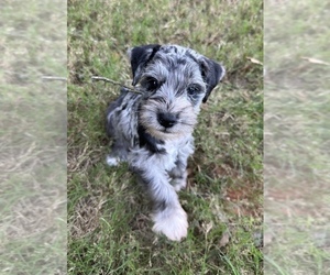 Schnauzer (Miniature) Puppy for sale in JEFFERSON, GA, USA